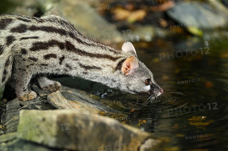 Common genet (Genetta genetta) drinking water at the shore of a lake, wildlife in a forest, Montseny National Park, Catalonia, Spain, Europe