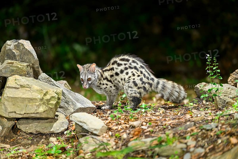 Common genet (Genetta genetta), wildlife in a forest, Montseny National Park, Catalonia, Spain, Europe