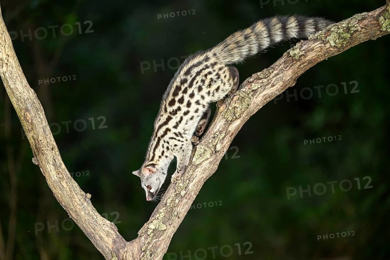 Common genet (Genetta genetta), climbing on a tree wildlife in a forest, Montseny National Park, Catalonia, Spain, Europe