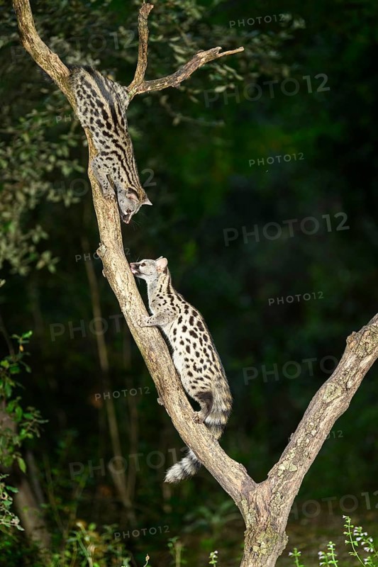 Common genet (Genetta genetta), climbing on a tree wildlife in a forest, Montseny National Park, Catalonia, Spain, Europe