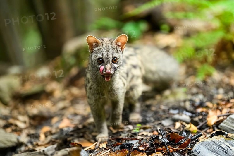 Common genet (Genetta genetta), cub wildlife in a forest, Montseny National Park, Catalonia, Spain, Europe