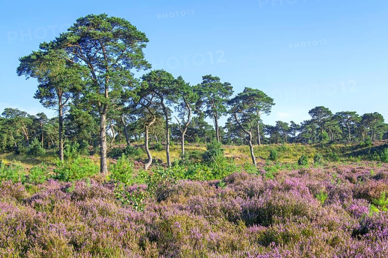 Scots pines and common heather blooming purple in the Grenspark Kalmthoutse Heide, Kalmthout Heath, nature reserve in summer, Flanders, Belgium, Europe