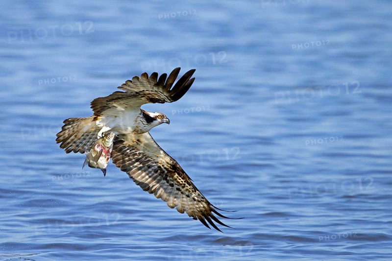 Western osprey (Pandion haliaetus) catching fish in its talons from water surface of lake in late summer