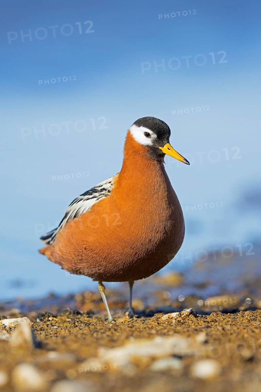Red phalarope, grey phalarope (Phalaropus fulicarius, Tringa fulicaria) female in breeding plumage on the tundra in spring, Svalbard, Norway, Europe