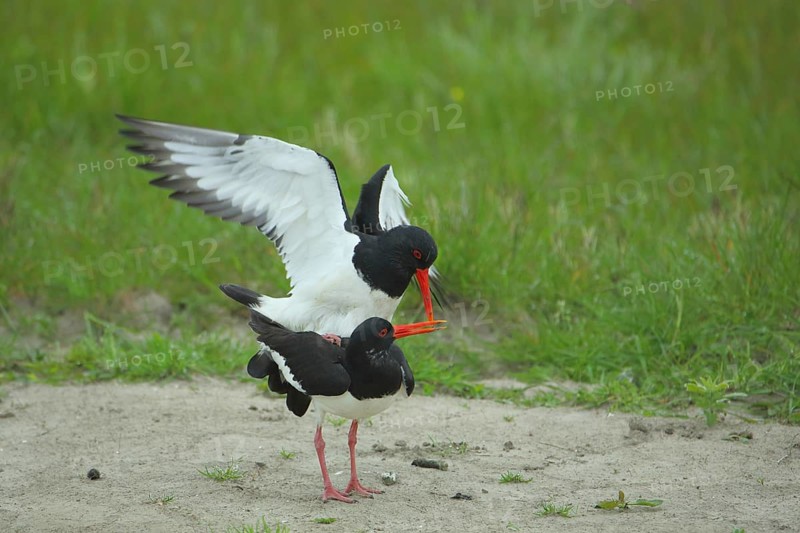 Oystercatcher (Haematopus ostralegus), two, copulation, mating, wing movement, De Staart, Texel, North Holland, Netherlands