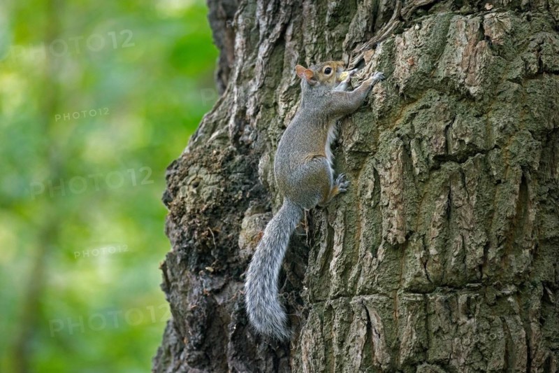Eastern grey squirrel (Sciurus carolinensis), introduced species from North America, climbing tree in city park in England, UK