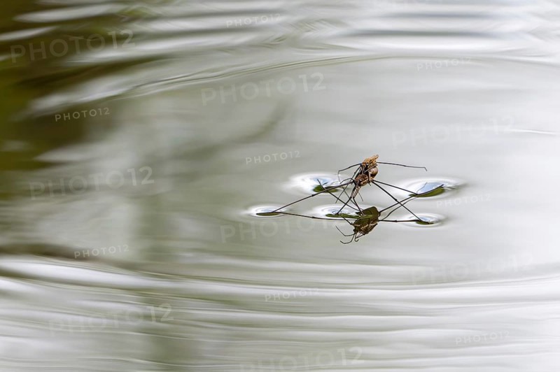 River skater (Aquarius najas, Gerris najas) couple, male paired with female, mating on water surface of stream in spring