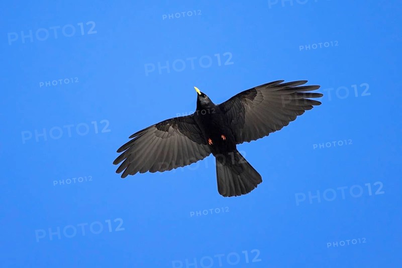 Alpine chough, yellow-billed chough (Pyrrhocorax graculus, Corvus graculus) in flight against blue sky in the Alps