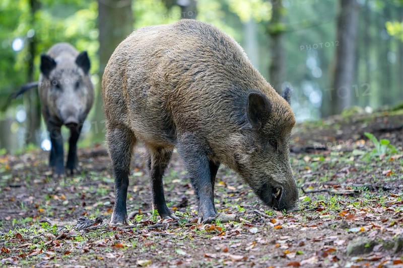 Wild boar (Sus scrofa), boar, Vulkaneifel, Rhineland-Palatinate, Germany, Europe