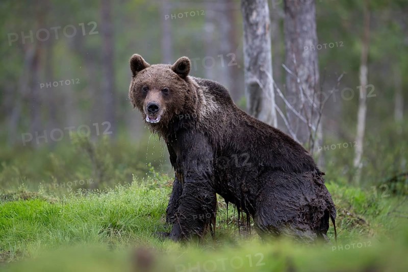 Brown bear (Ursus arctos) in the Finnish taiga, Kuusamo, Finland, Europe