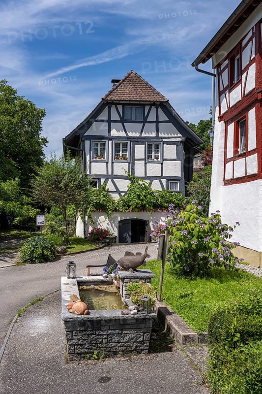 Village fountain and ivy house, historic half-timbered houses in the village centre of Kattenhorn on the Höri peninsula, Öhningen, Lake Constance, district of Constance, Baden-Württemberg, Germany, Europe