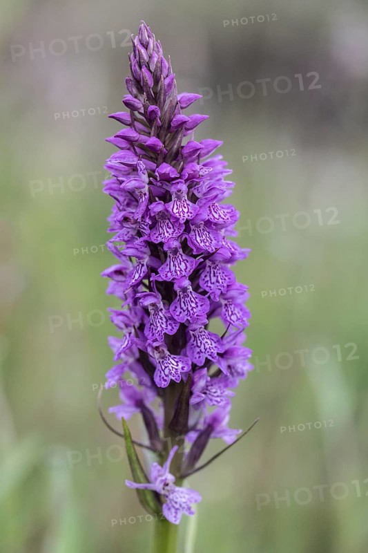 Southern marsh orchid (Dactylorhiza praetermissa), Emsland, Lower Saxony, Germany, Europe