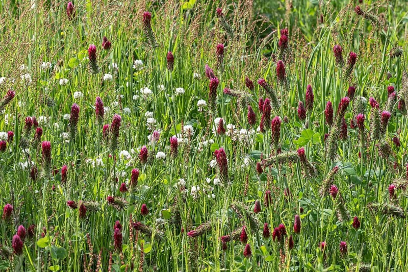 Incarnate clover (Trifolium incarnatum) and white clover (Trifolium repens), Emsland, Lower Saxony, Germany, Europe