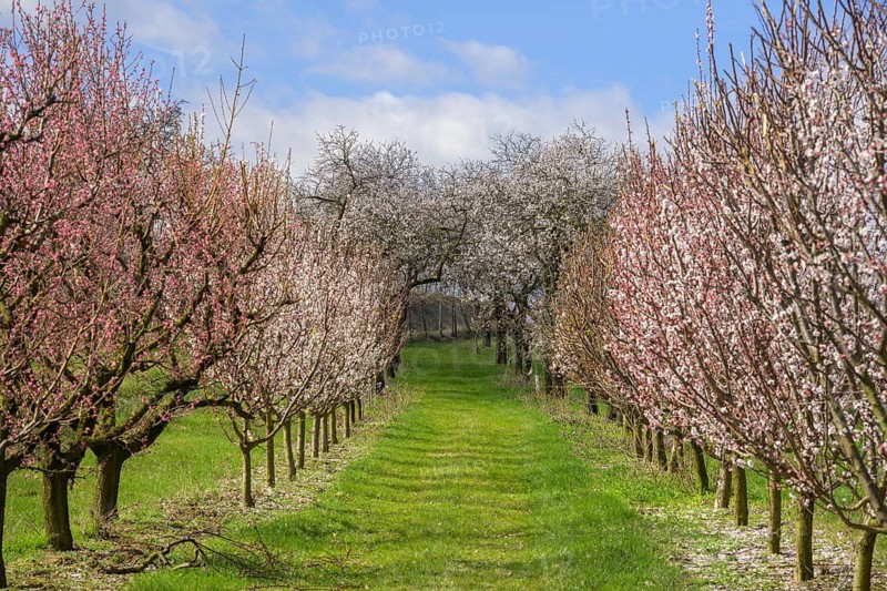 Blooming apricot and peach trees, Paudorf, Lower Austria, Austria, Europe