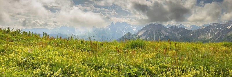 Summer in the Allgäu, mountain panorama over a lush blooming mountain flower meadow on the Fellhorn 2037m, to the Allgäu main ridge with Trettachspitze 2595m, Mädelegabel 2645m, Bockkarkopf 2609m and Hochfrottspitze 2649m, Allgäu Alps, Allgäu, Bavaria, Germany, Europe