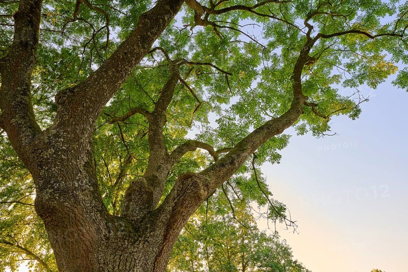 View from below of an ash tree with dense branches and green leaves against a clear sky in the sunlight, autumn, Großheubach, Miltenberg, Main, Spessart, Bavaria, Germany, Europe