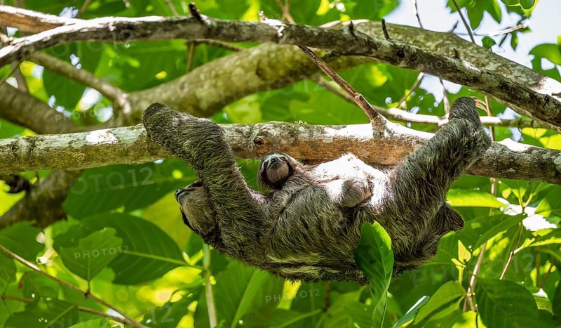 Brown-throated sloth (Bradypus variegatus) with baby, young animal, climbing a tree, Cahuita National Park, Costa Rica, Central America