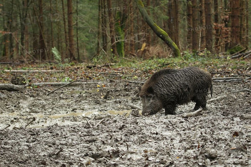 Wild boar (Sus scrofa) boar in the wallow, Allgäu, Bavaria, Germany, Allgäu, Bavaria, Germany, Europe