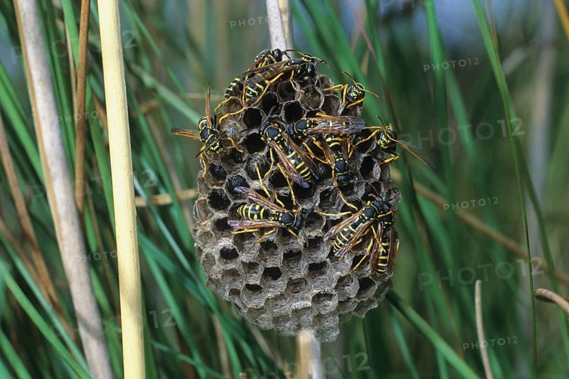 Field wasps (Polistinae) at the nest, Allgäu, Bavaria, Germany, Allgäu, Bavaria, Germany, Europe