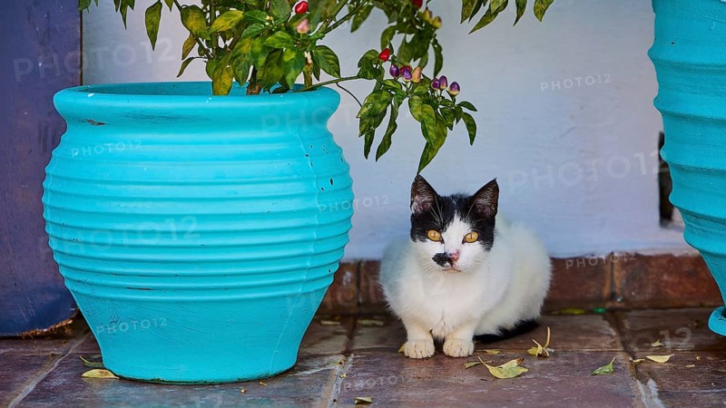 Black and white cat sitting between two blue flower pots on floor tiles, cat (n), Mesochori, west coast, Karpathos, Dodecanese, Greek Islands, Greece, Europe
