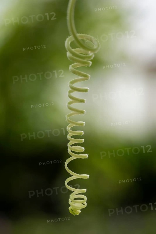 Macro photograph of a spiral plant tendril, Giant Waterlily House, Royal Botanic Gardens (Kew Gardens), UNESCO World Heritage Site, Kew, Greater London, England, United Kingdom, Europe
