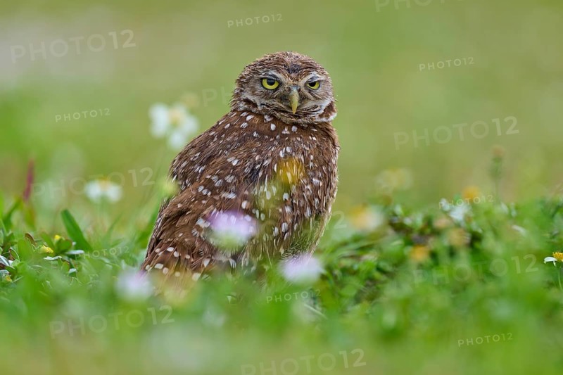 Burrowing owl (Speotyto cunicularia), sitting in a meadow, Pembroke Pines, Florida, USA, North America