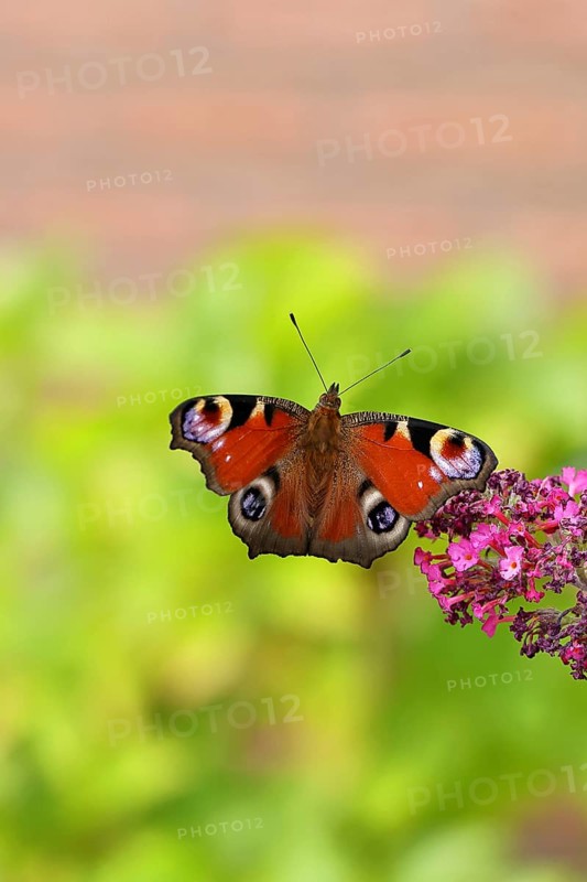 Peacock butterfly (Inachis io) sucking nectar on butterfly bush (Buddleja davidii), in a natural environment in the wild, close-up, wildlife, insects, butterflies, butterflies, Wilnsdorf, North Rhine-Westphalia, Germany, Europe