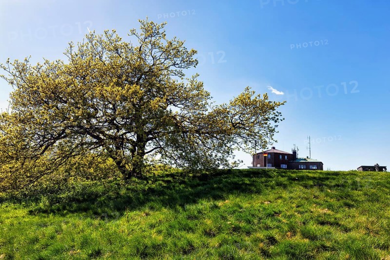 Single oak (Quercus), solitary oak and Köterberghaus on a hilltop, Köterberg, Lügde, Weserbergland, North Rhine-Westphalia, Germany, Europe