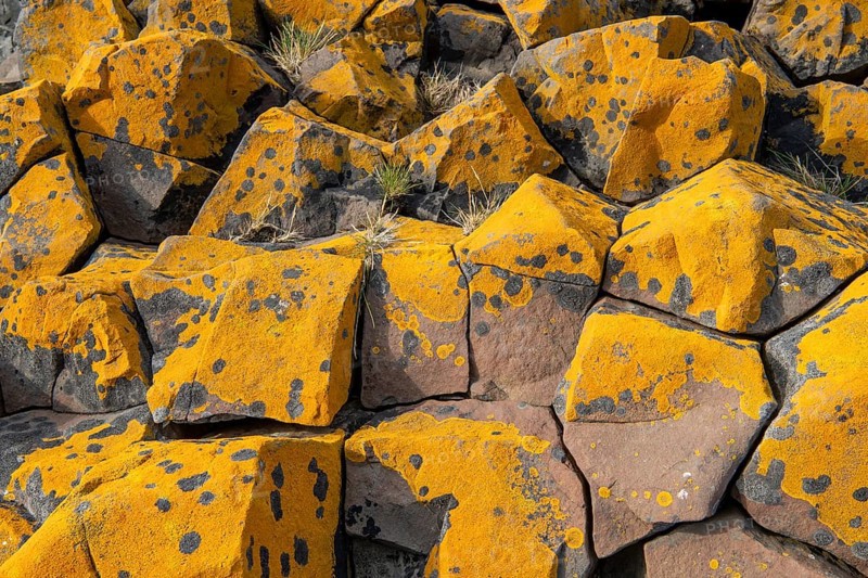 Orange-yellow lichen on columnar basalt, Iceland, Europe