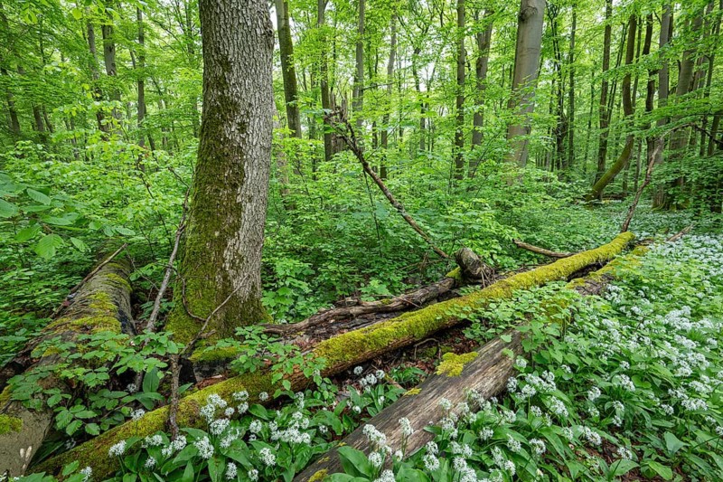 Near-natural deciduous forest with flowering wild garlic (Allium ursinum), deadwood overgrown with moss, Hainich National Park, Thuringia, Germany, Europe