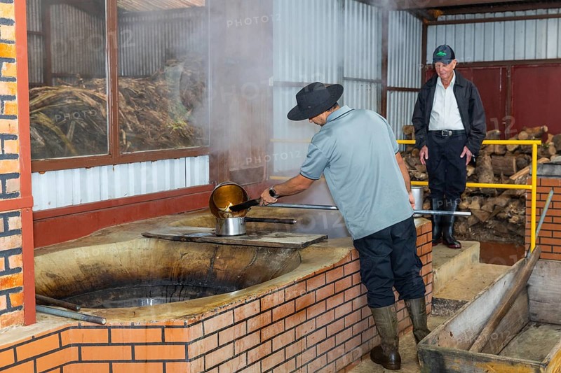 Heated sugar cane pulp is poured into a pot (Saccharum officinarum), sweet grasses (Poaceae), Costa Rica, Central America