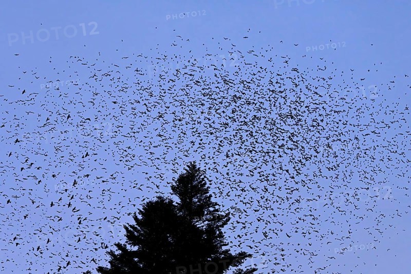 Approximately 1 million bramblings (Fringilla montifringilla), in flight over their roost at dusk, Oberaargau, Canton Bern, Switzerland, Europe