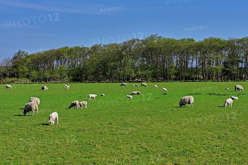 A group of domestic sheep (Ovis orientalis aries) in a meadow, Texel, Netherlands