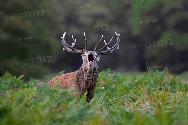 Red deer (Cervus elaphus) stag bellowing among bracken in woodland during the rut in autumn, fall