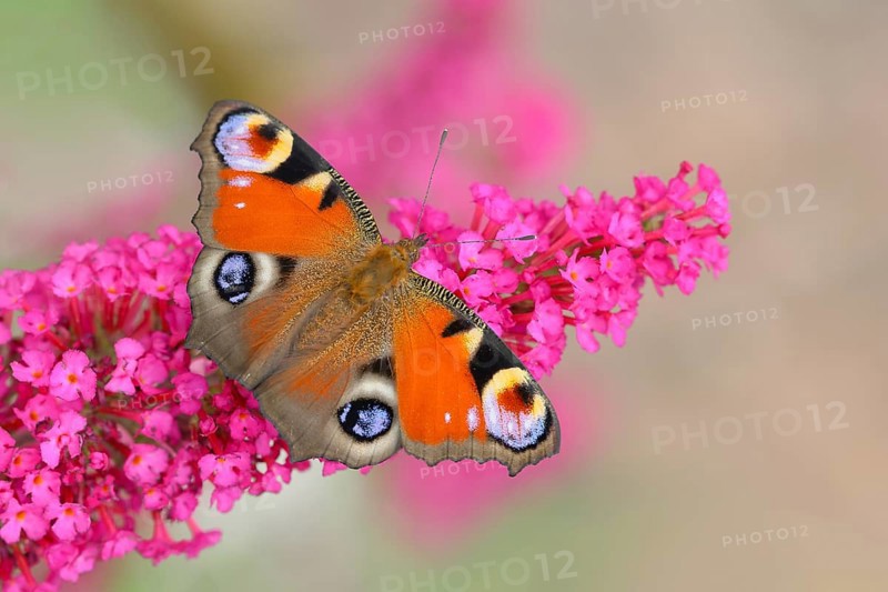 European peacock (Inachis io) sucking nectar on butterfly-bush (Buddleja davidii), butterfly bush, in a natural environment in the wild, wildlife, insects, butterflies, butterflies, Siegerland, North Rhine-Westphalia, Germany, Europe