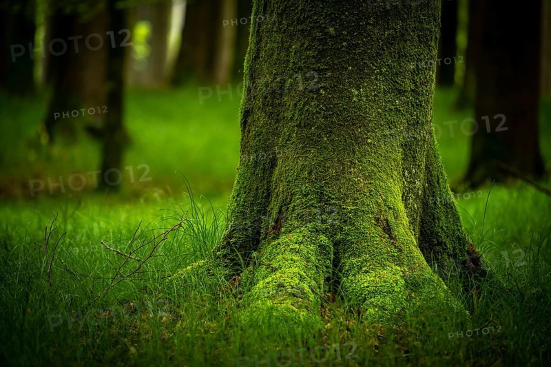 Moss-covered tree in forest meadow, Eppishausen, Unterallgäu, Bavaria, Germany, Europe