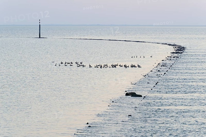 Evening mood at the North Sea, wild geese, Canada goose (Branta canadensis) swimming at a stone groyne, Norddeich, Lower Saxony, Germany, Europe