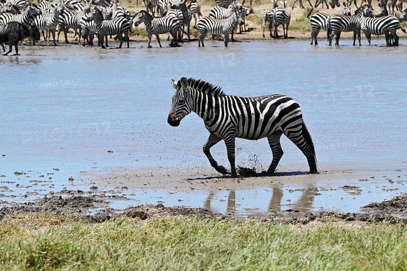 Zebras (Equus burchelli) and blue wildebeests (Connochaetes taurinus) by the pond, Serengeti National Park, Tanzania, Africa