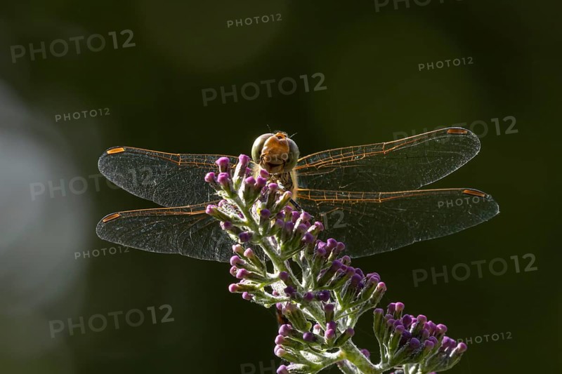 Common darter dragonfly (Sympetrum striolatum) adult insect on a Buddleia plant flower in the summer, England, United Kingdom, Europe
