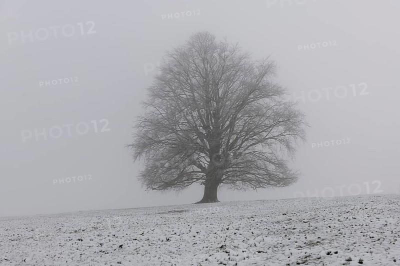 A large tree in the middle of a snow-covered and foggy landscape, Rieden am Forggensee, Ostallgäu, Allgäu, Swabia, Bavaria, Germany, Europe