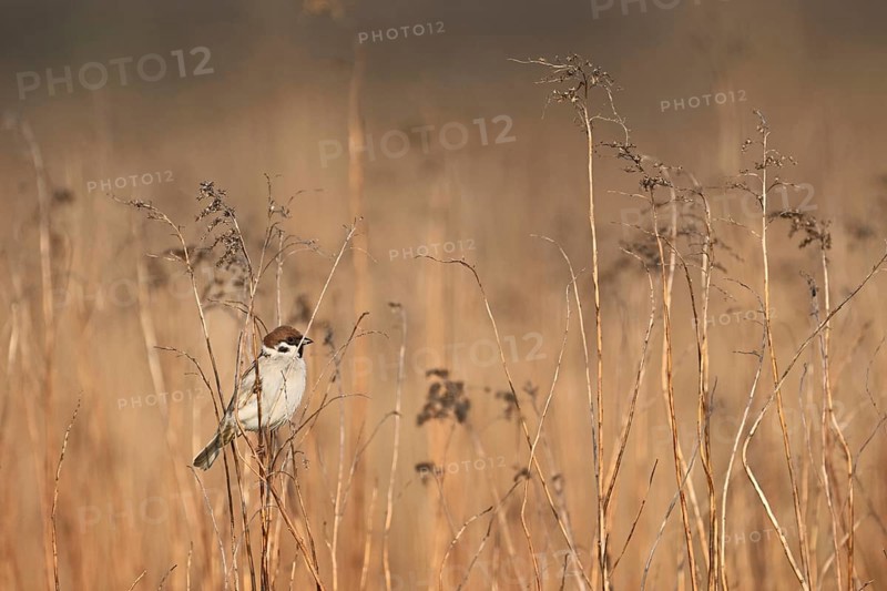 Singing on a thin blade of grass, singing station, Lake Neusiedl National Park, Burgenland, Austria, Europe