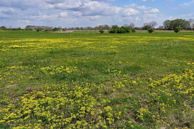 Field of flowering cypresses, spurge (Euphorbia cyparissias), Lake Neusiedl National Park, Seewinkel, Burgenland, Austria, Europe
