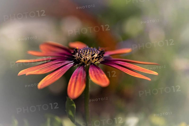 Gerbera orange red pink, macro, flower, background blurred with bokeh, green stem, Dortmund, North Rhine-Westphalia, Germany, Europe