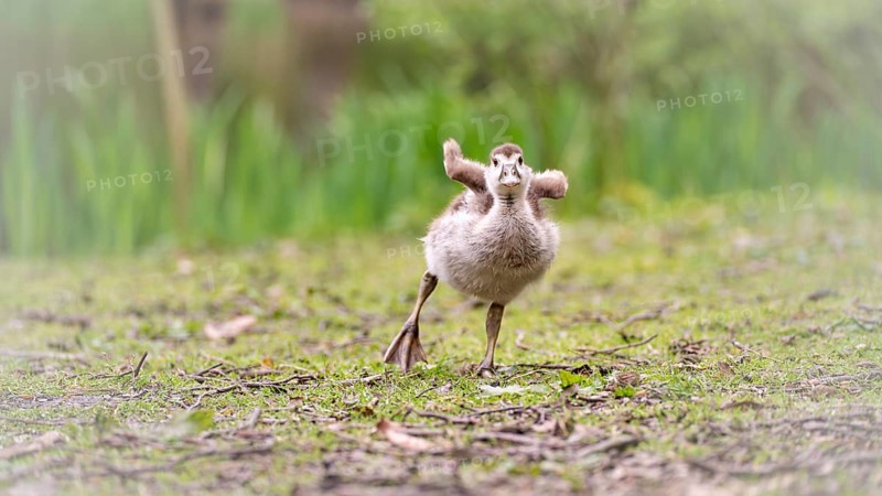 Nile goose chicks (Alopochen aegyptiaca) running in an augmented gait, stretching their not yet developed wings, frontal view, ground covered by small twigs and short green grass, background blurred, reed belt and tree trunks, Rombergpark, Dortmund, North Rhine-Westphalia, Germany, Europe