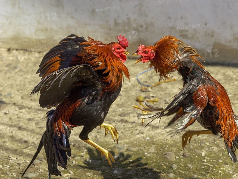 Cockfight, Rantepao, Tana Toraja, Sulawesi, Indonesia, Asia