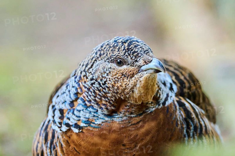 Western capercaillie (Tetrao urogallus) female (hen) portrait, Bavaria, Germany, Europe