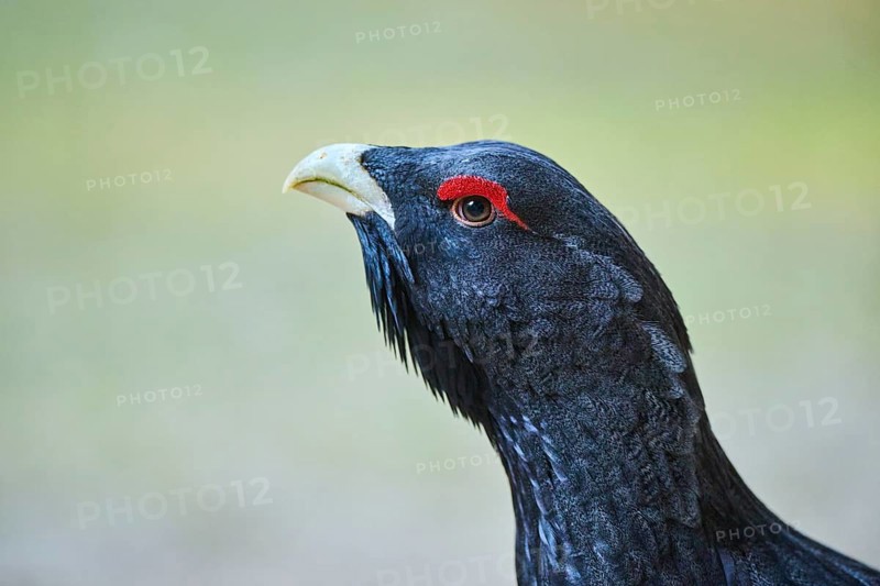 Western capercaillie (Tetrao urogallus) male (cock) portrait, Bavaria, Germany, Europe