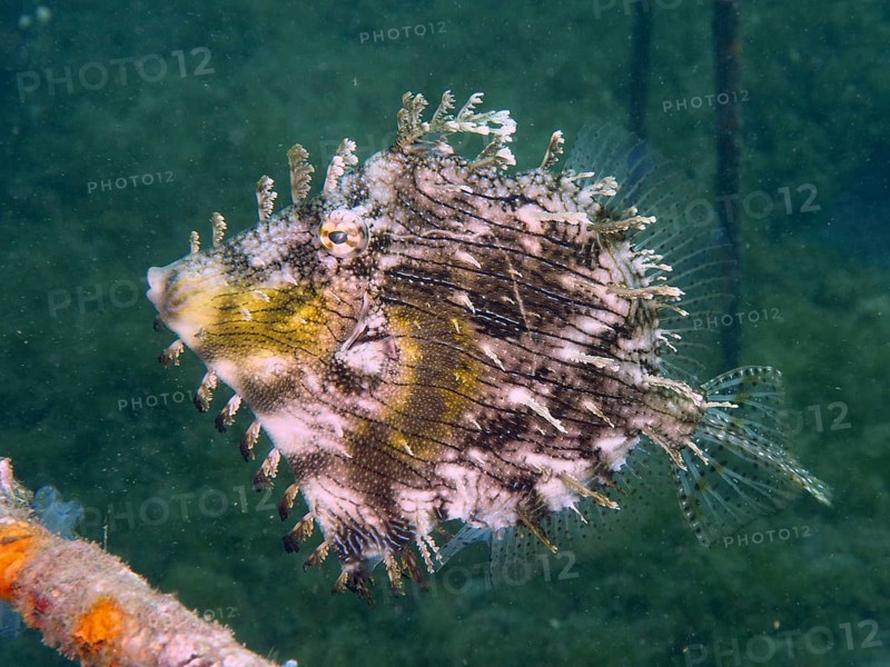 A jewellery filefish (Chaetodermis penicilligerus), filefish, with camouflage pattern swims under water, dive site Secret Bay, Gilimanuk, Bali, Indonesia, Asia