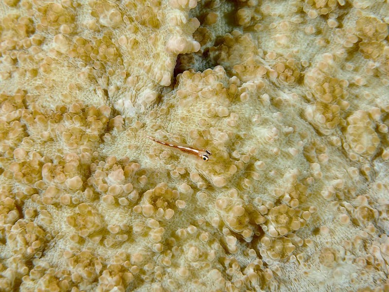Transparent dwarf goby (Bryaninops erythrops) camouflages itself on a cream-coloured coral surface, dive site Spice Reef, Penyapangan, Bali, Indonesia, Asia