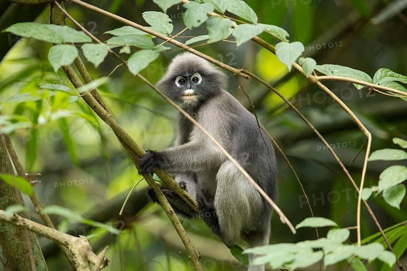 Dusky leaf monkey (Trachypithecus obscurus), Kaeng Krachan National Park, Phetchaburi Province, Thailand, Asia
